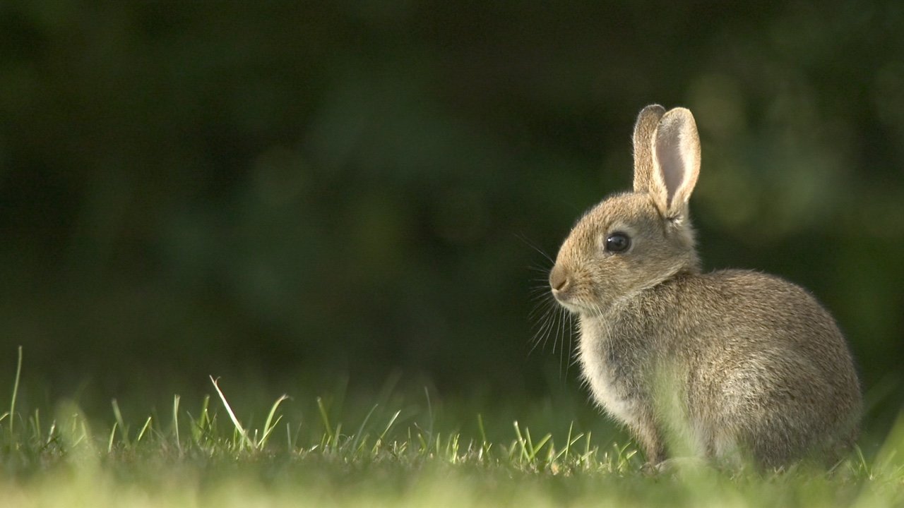 Carnet de santé lapin en ligne - AnimoVeto